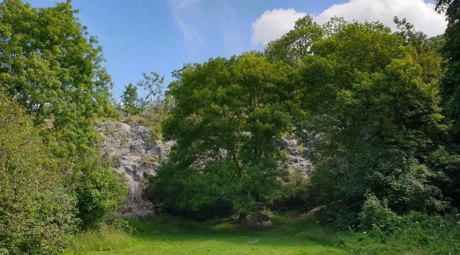 The now tree lined old Limestone quarry at the lower end of Goblin Combe