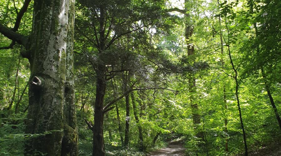 Ancient woodland alongside the Goblin Combe path