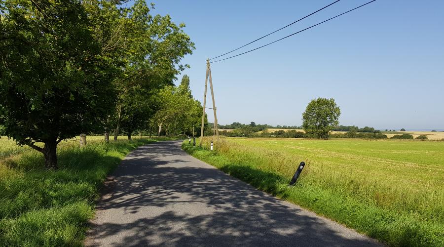 Hertfordshire Tree Lined Lane