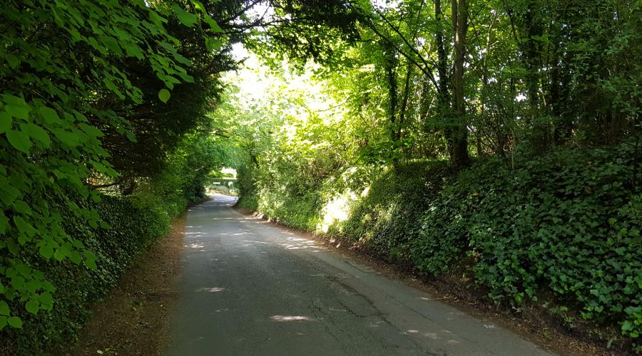 Heydon Forest scene