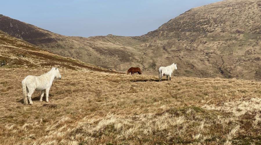 Carneddau Ponies