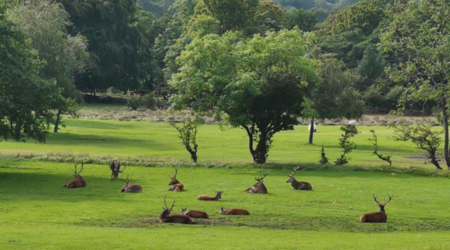Stags residing by the camp site