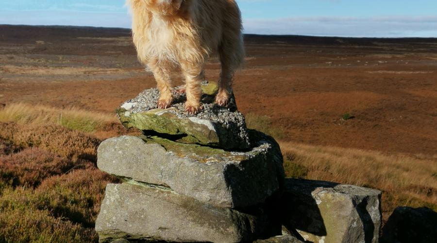 Moorland and Cilla