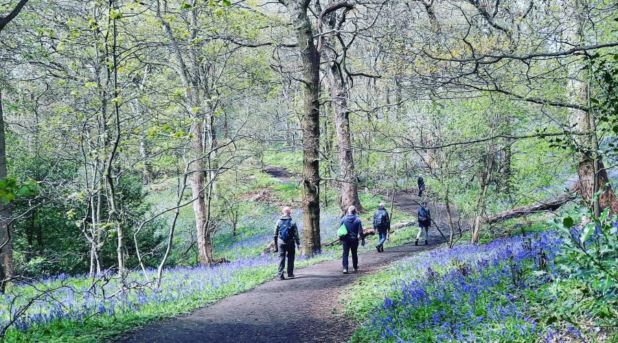 Walkers strolling through bluebell filled woodland