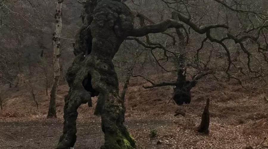 "Groot" Tree 