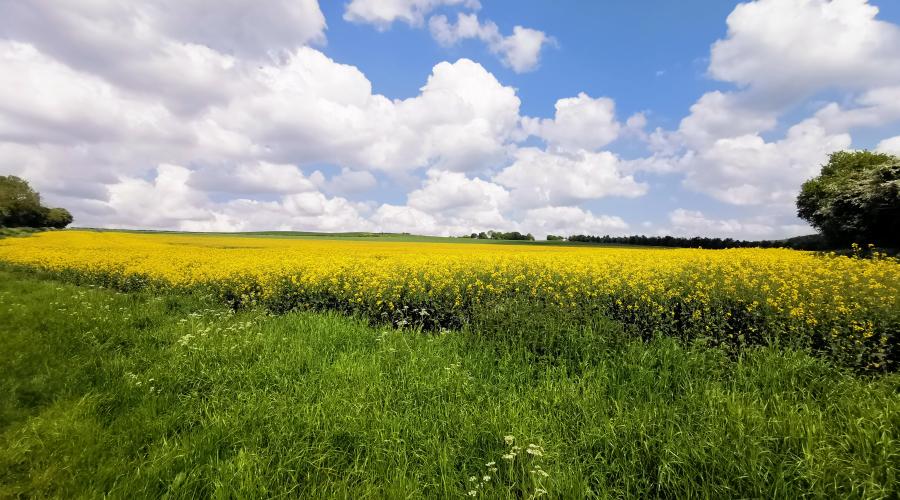 Walk view of rapeseed abd blue sky