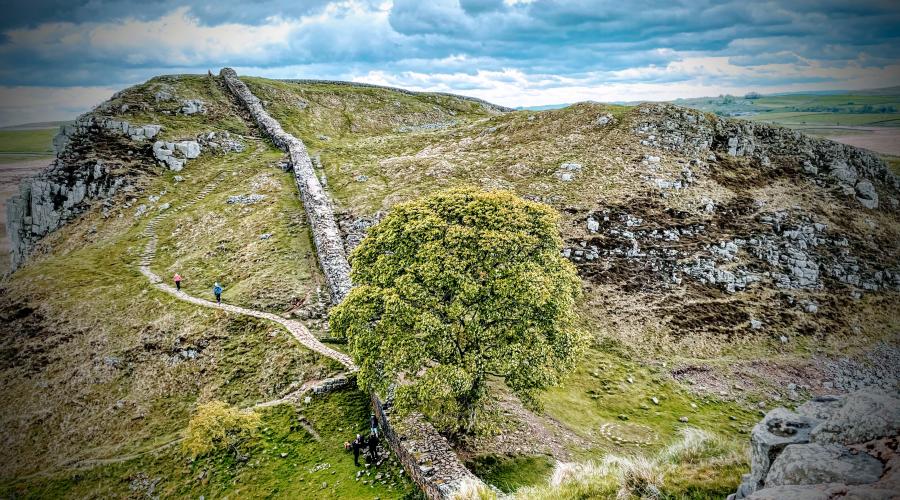 Hadrian's Wall view and the Sycamore Tree