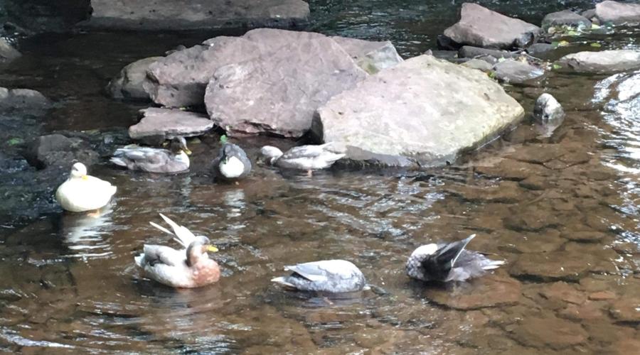 Ducks on water at Llanthony