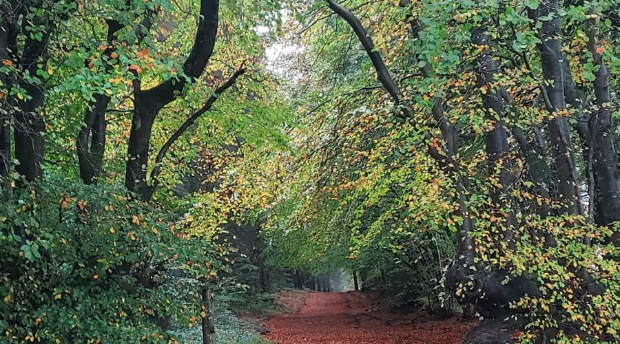 Leaf Covered Path