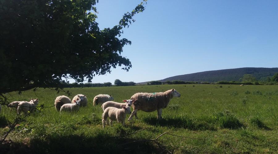 North Yorkshire sheep and lambs Whorlton
