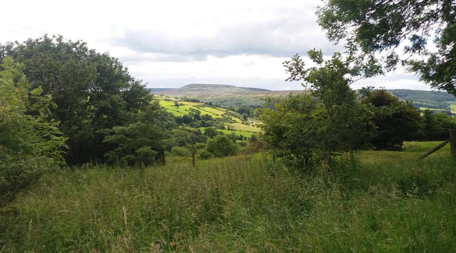 Distant view of higher moortops through trees