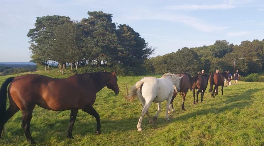 Outdoor Horses
