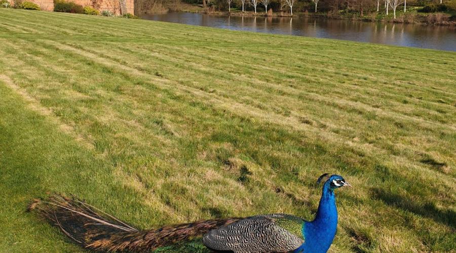 Peacock at Marks Hall