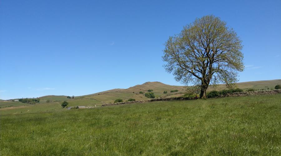 Green field and tree in Peak District