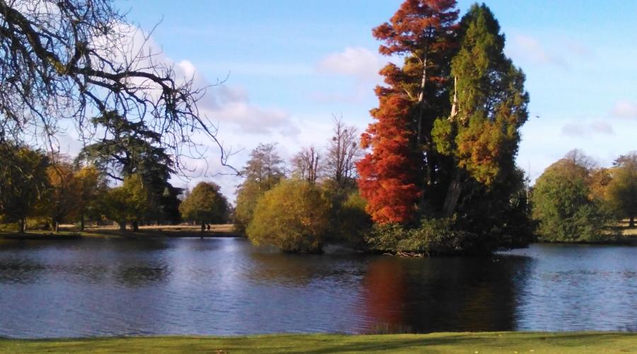 Petworth Park trees in sun