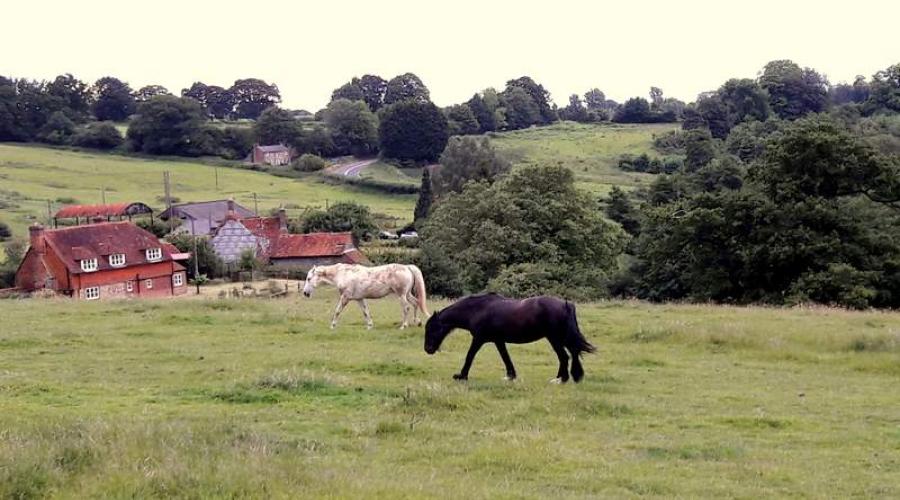 Petworth horses