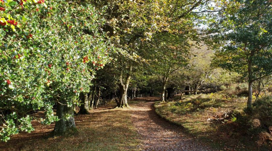 Trail in the Quantocks