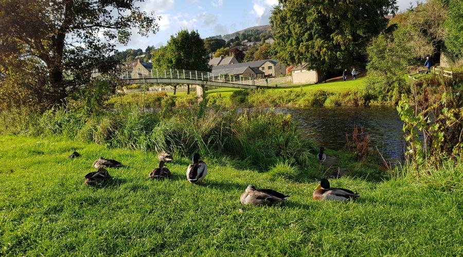 Rothbury Ducks By Coquet Taken By Markster