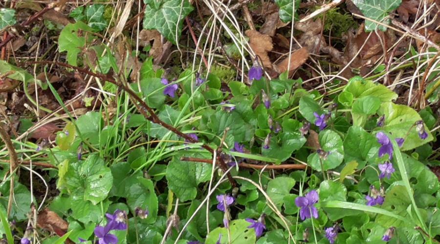 purple flowers north downs