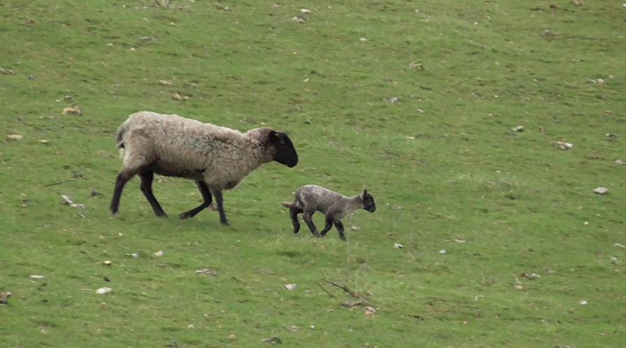 new lamb, north downs