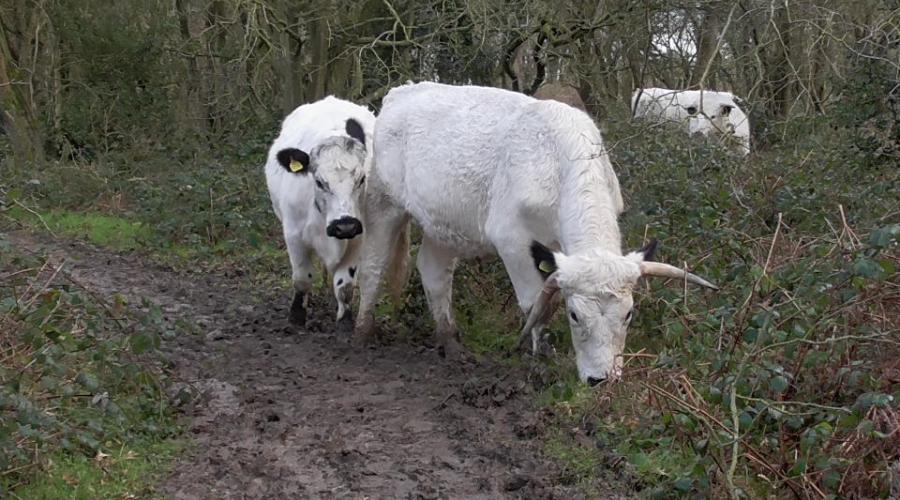 long horn cattle north downs