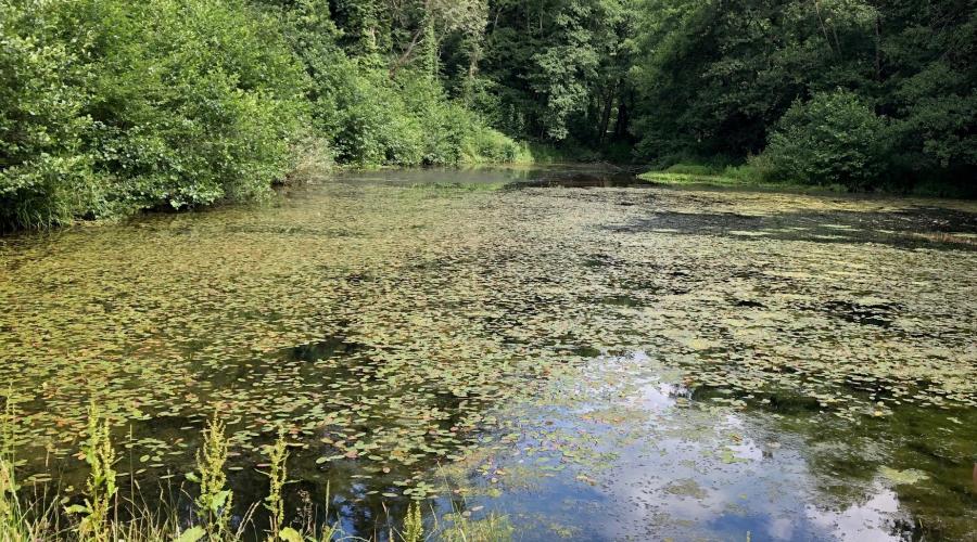 Soudley Pond