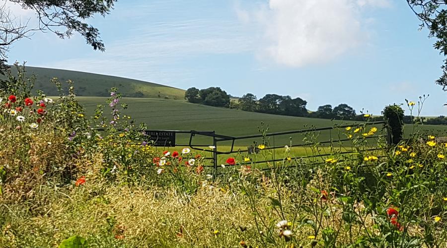 South Downs
