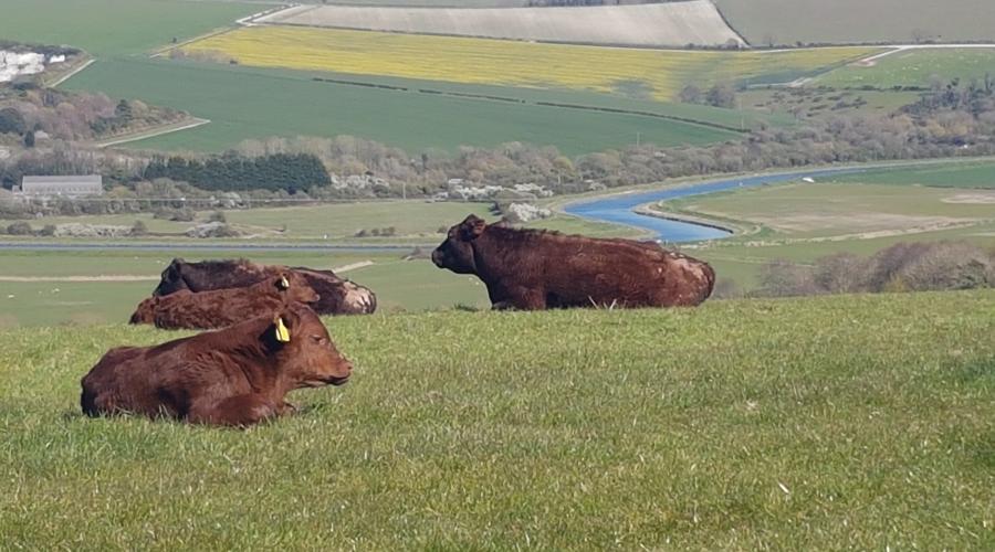 View of River Adur, Combe Farm, Sussex