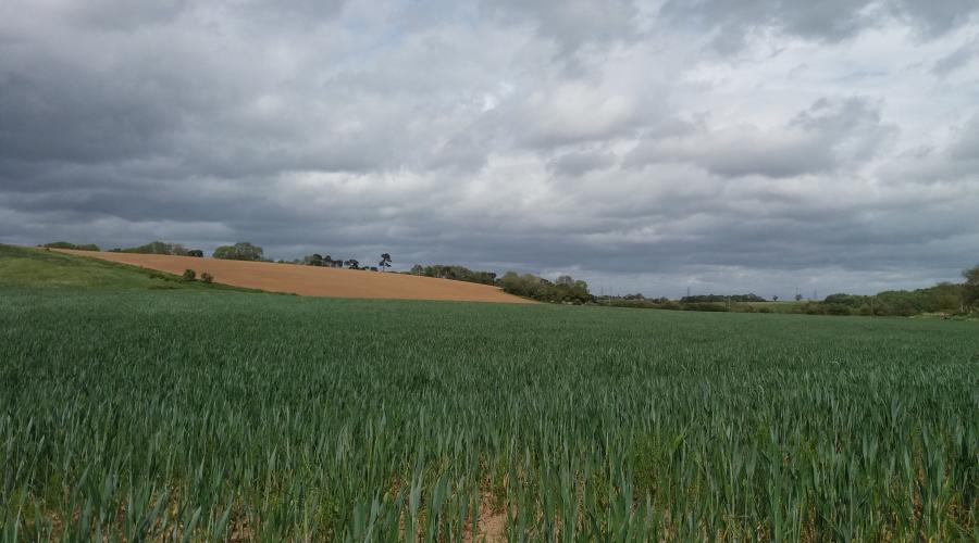 Tees Valley crop field