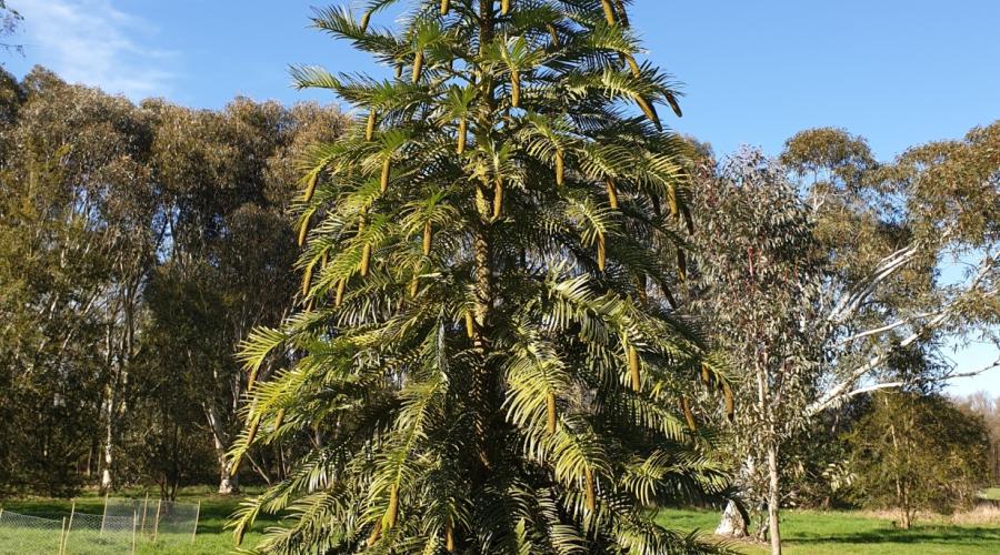 Wollemi Pine at Arboretum, Marks Hall 