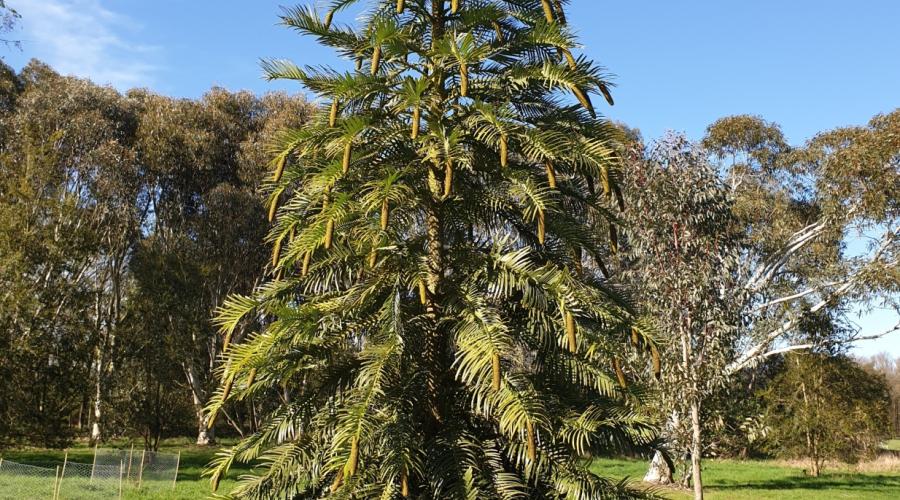 Wollemi Pine at Arboretum, Marks Hall