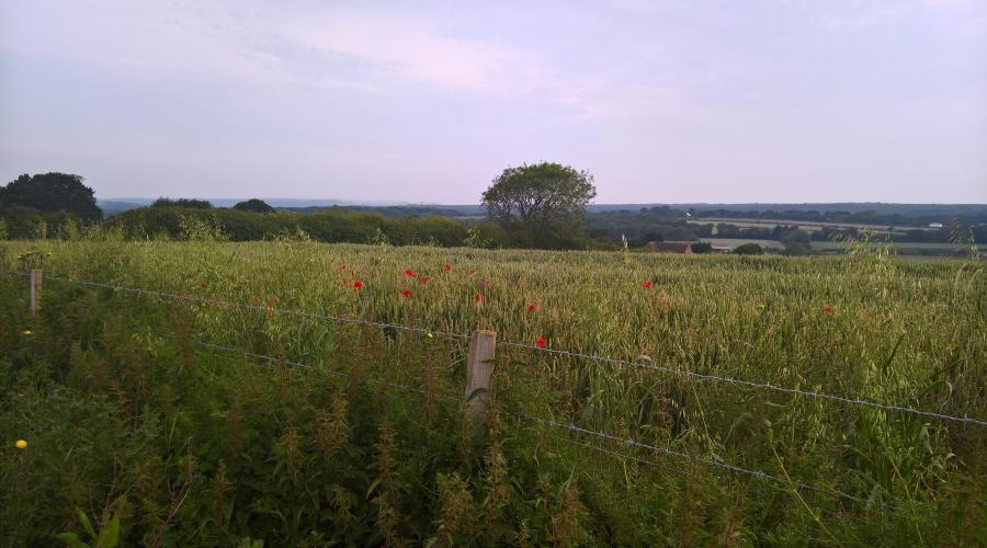 poppies on Highdown Hill