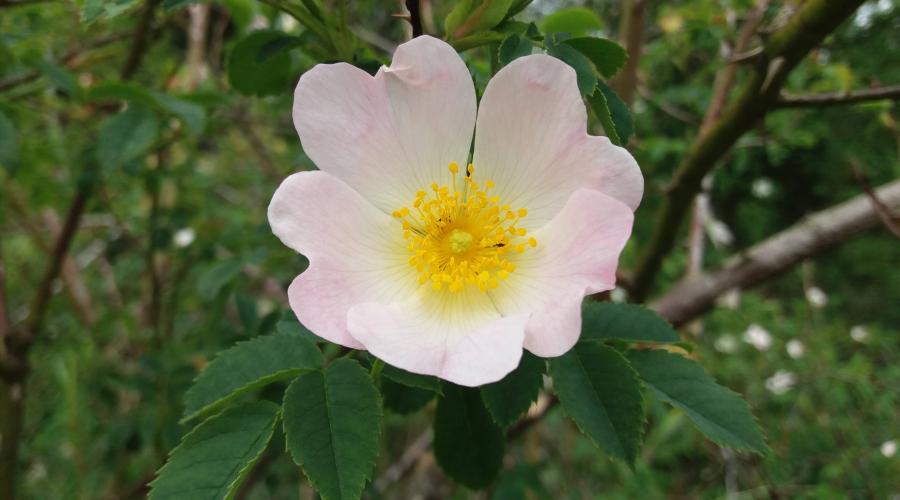 Wild Rose white petals yellow centre