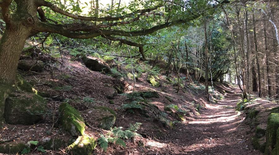 Woodland Path 2