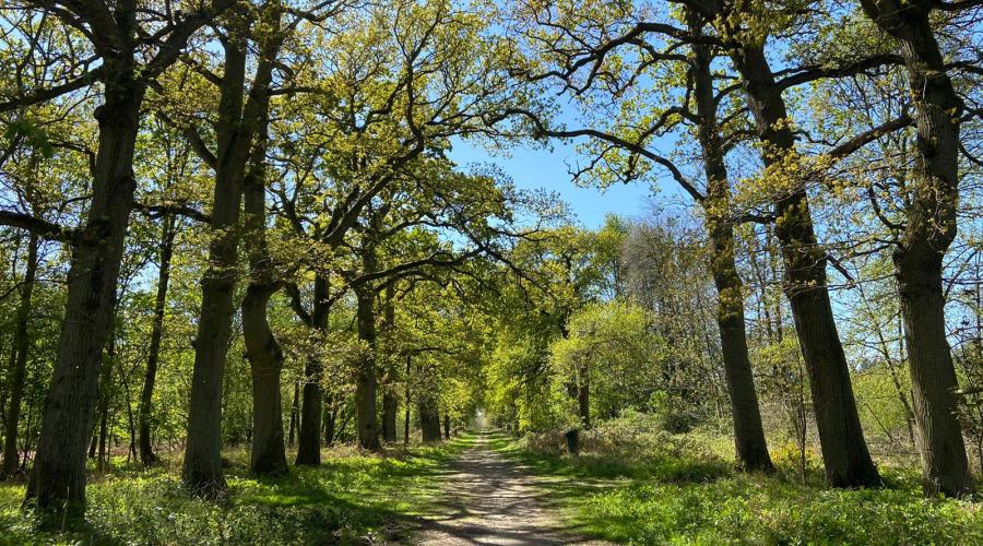 Woodland Walk at Marks Hall