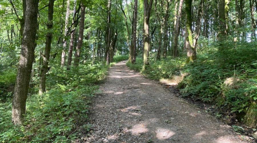 Woodland Path