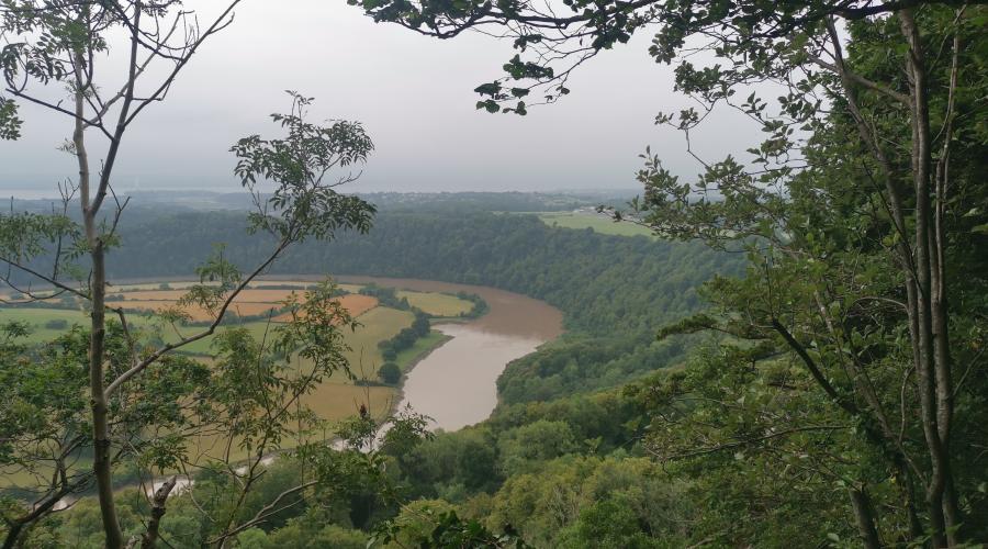 Wyndcliff Wood 2