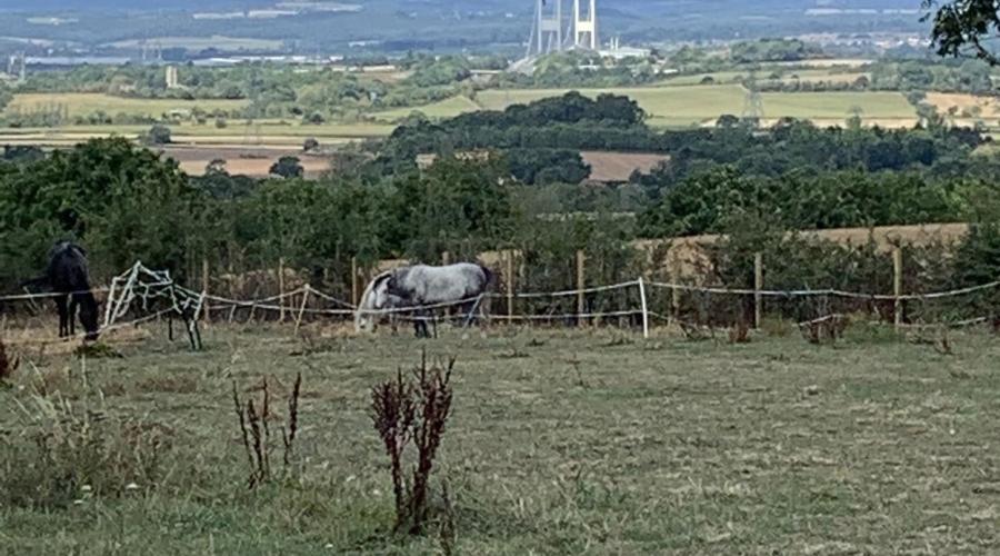 A horse in the field, Severn Bridge in the distance
