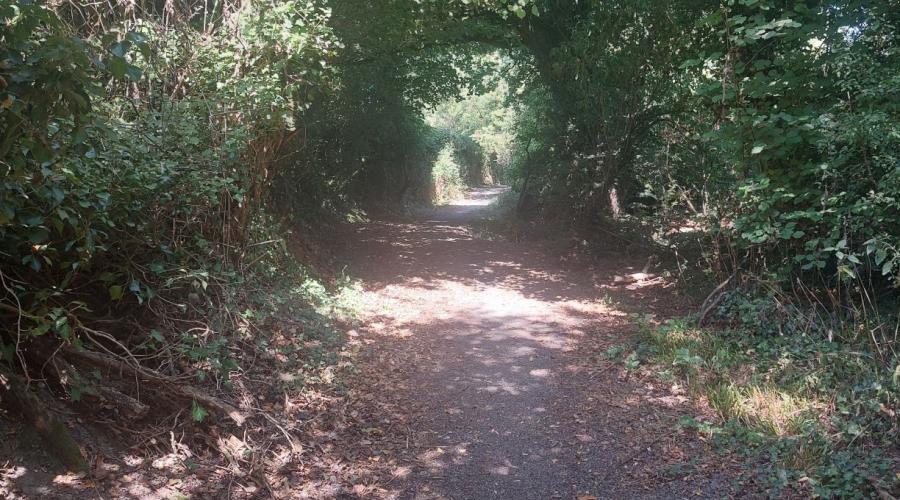 Views of a footpath in the woods, trees overhanging, light in the distance