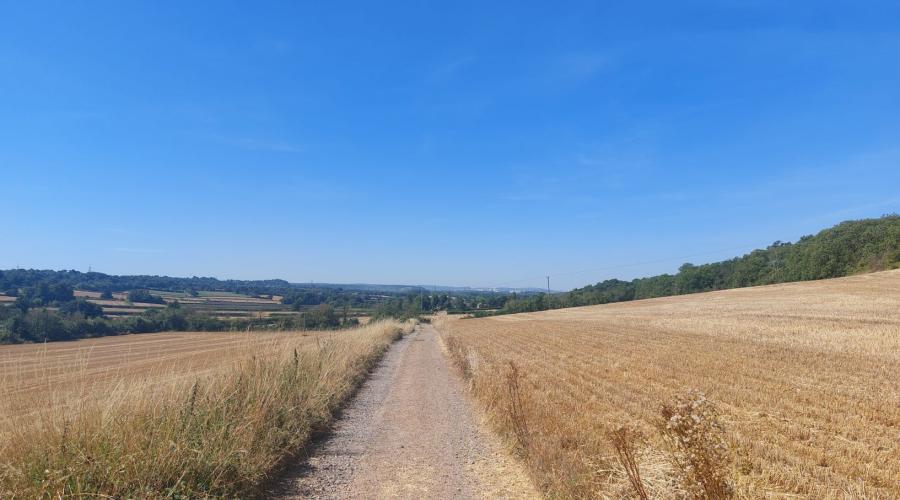 A bridleway between golden fields, trees in distance, sunny day