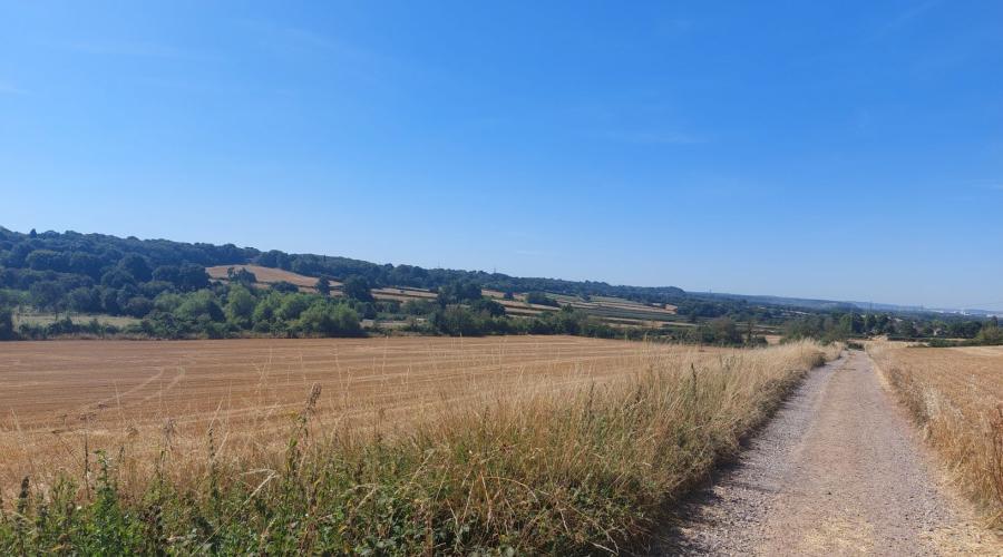 Views of a bridleway and a field