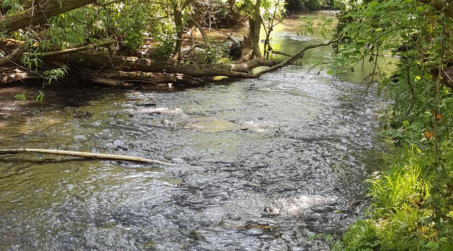 Picture of River Frome