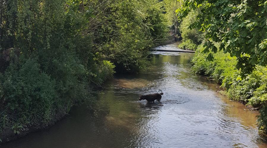 Picture of River Frome