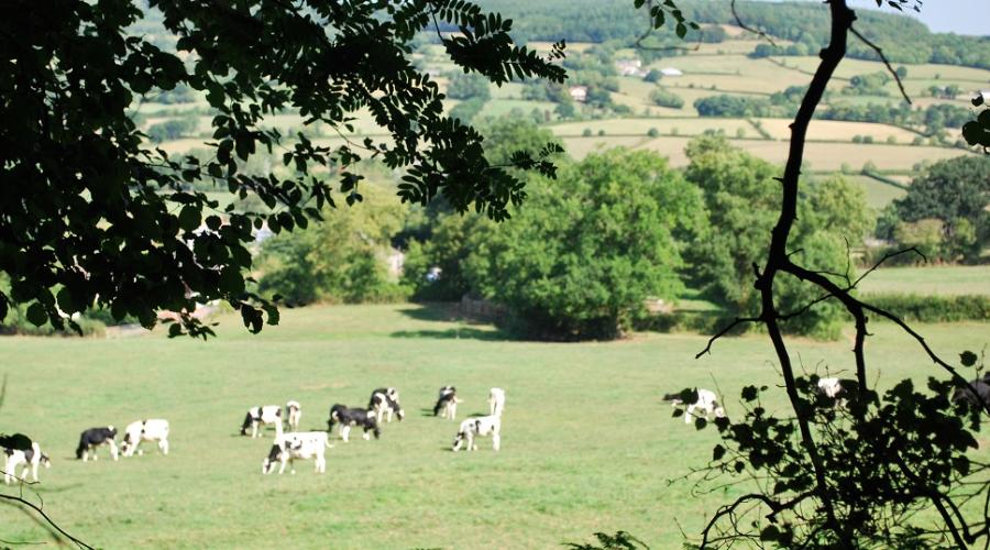 view of cows in the Culm Valley