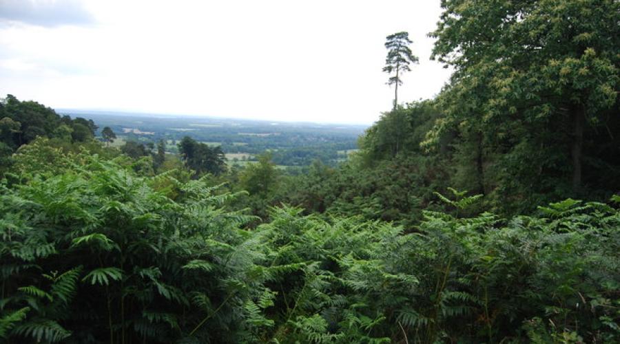 View south from Holmbury Hill by N Chadwick