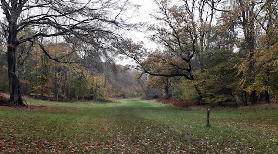 Charlbury Woods