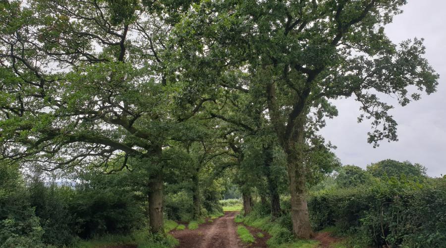 Tree lined path as the route descends into Wrington