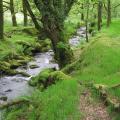 dartmoor narrator deciduous stream