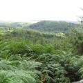 dartmoor narrator leafy view