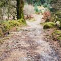 dartmoor track in woods